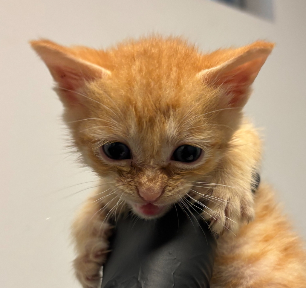 Shelter Stray Male Cat last seen Apt 134,2750 Wheatstone, San Diego, CA, 92111, San Diego, CA 92110