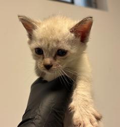 Shelter Stray Female Cat last seen Apt 134,2750 Wheatstone, San Diego, CA, 92111, San Diego, CA 92110
