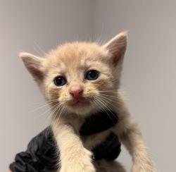 Shelter Stray Female Cat last seen Cottonwood Road, San Diego, CA, 92154, San Diego, CA 92110