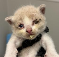 Shelter Stray Male Cat last seen Cottonwood Road, San Diego, CA, 92154, San Diego, CA 92110
