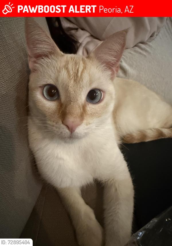 Lost Male Cat last seen Natura Villas apmts, Peoria, AZ 85345