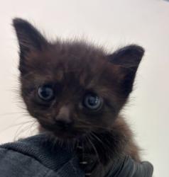 Shelter Stray Female Cat last seen Near S 41st, San Diego, CA, 92113, San Diego, CA 92110