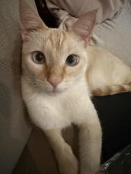 Lost Male Cat last seen Natura Villas apmts, Peoria, AZ 85345