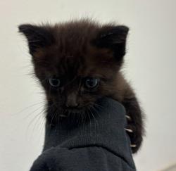 Shelter Stray Male Cat last seen Near S 41st, San Diego, CA, 92113, San Diego, CA 92110