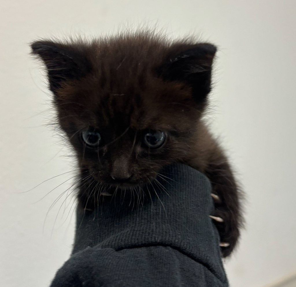 Shelter Stray Male Cat last seen Near S 41st, San Diego, CA, 92113, San Diego, CA 92110