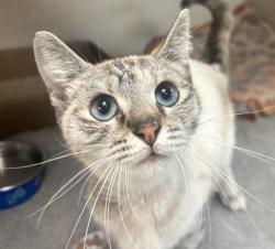 Shelter Stray Female Cat last seen Near Fergus Street, San Diego, CA, 92114, San Diego, CA 92110