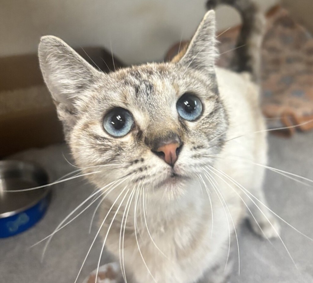 Shelter Stray Female Cat last seen Near Fergus Street, San Diego, CA, 92114, San Diego, CA 92110