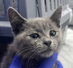 Shelter Stray Male Cat last seen Near Balboa Avenue, San Diego, CA, 92111, San Diego, CA 92110