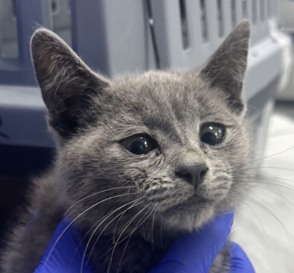 Shelter Stray Male Cat last seen Near Balboa Avenue, San Diego, CA, 92111, San Diego, CA 92110
