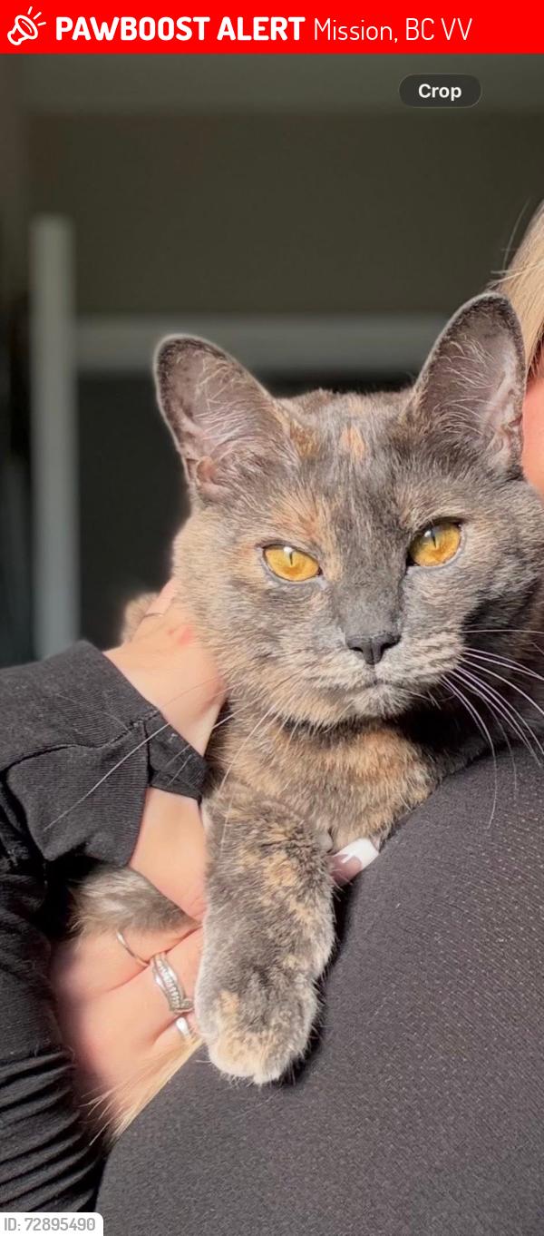 Lost Female Cat last seen Flemming st, Mission, BC V2V