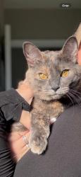 Lost Female Cat last seen Flemming st, Mission, BC V2V