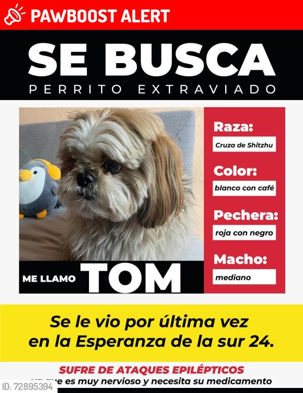 Lost Male Dog last seen Ciudad de México , Ciudad de México, CDMX 08500
