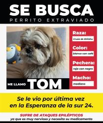 Lost Male Dog last seen Ciudad de México , Ciudad de México, CDMX 08500