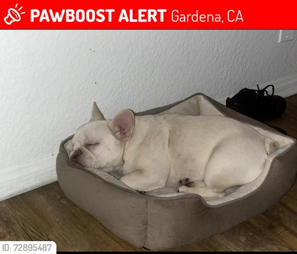Lost Female Dog last seen Vermont ave & 147th st , Gardena, CA 90247