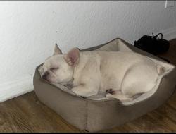 Lost Female Dog last seen Vermont ave & 147th st , Gardena, CA 90247