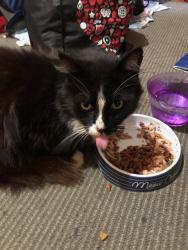 Lost Male Cat last seen Matters St yenorra , Yennora, NSW 2161