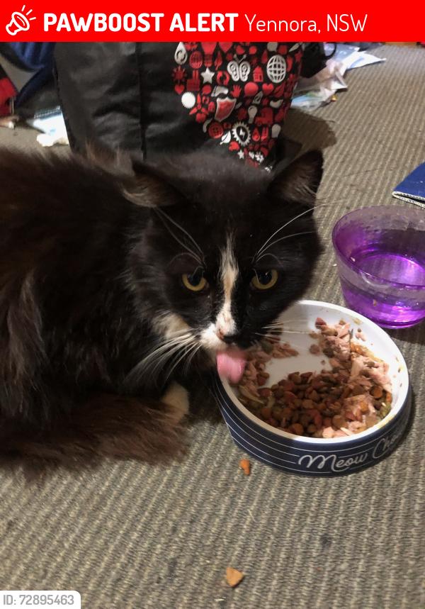 Lost Male Cat last seen Matters St yenorra , Yennora, NSW 2161