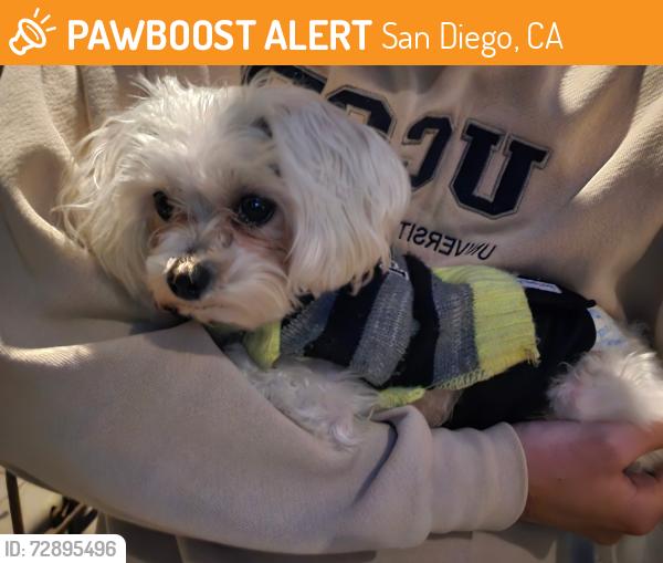 Found/Stray Male Dog last seen Seventh avenue and university avenue, in parking lot next to FedEx, San Diego, CA 92103