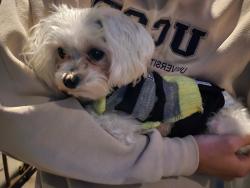 Found/Stray Male Dog last seen Seventh avenue and university avenue, in parking lot next to FedEx, San Diego, CA 92103