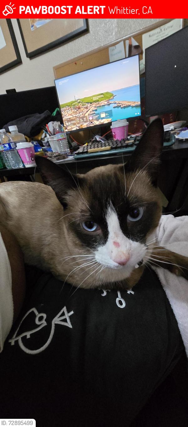 Lost Male Cat last seen Floral Drive and Beverly Blvd, Whittier, CA 90606