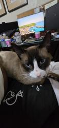 Lost Male Cat last seen Floral Drive and Beverly Blvd, Whittier, CA 90606