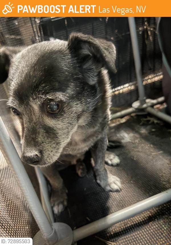 Found/Stray Male Dog last seen Charleston and Sacramento, Las Vegas, NV 89110