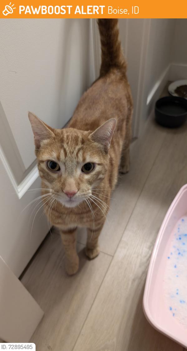 Found/Stray Male Cat last seen Tigerlily dr , Boise, ID 83716