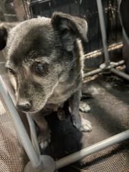 Found/Stray Male Dog last seen Charleston and Sacramento, Las Vegas, NV 89110