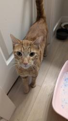 Found/Stray Male Cat last seen Tigerlily dr , Boise, ID 83716