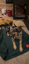 Found/Stray Female Dog last seen Took the trash out at about 1 AM and found them on my driveway and the other was sleeping on my front porch, Houston, TX 77092