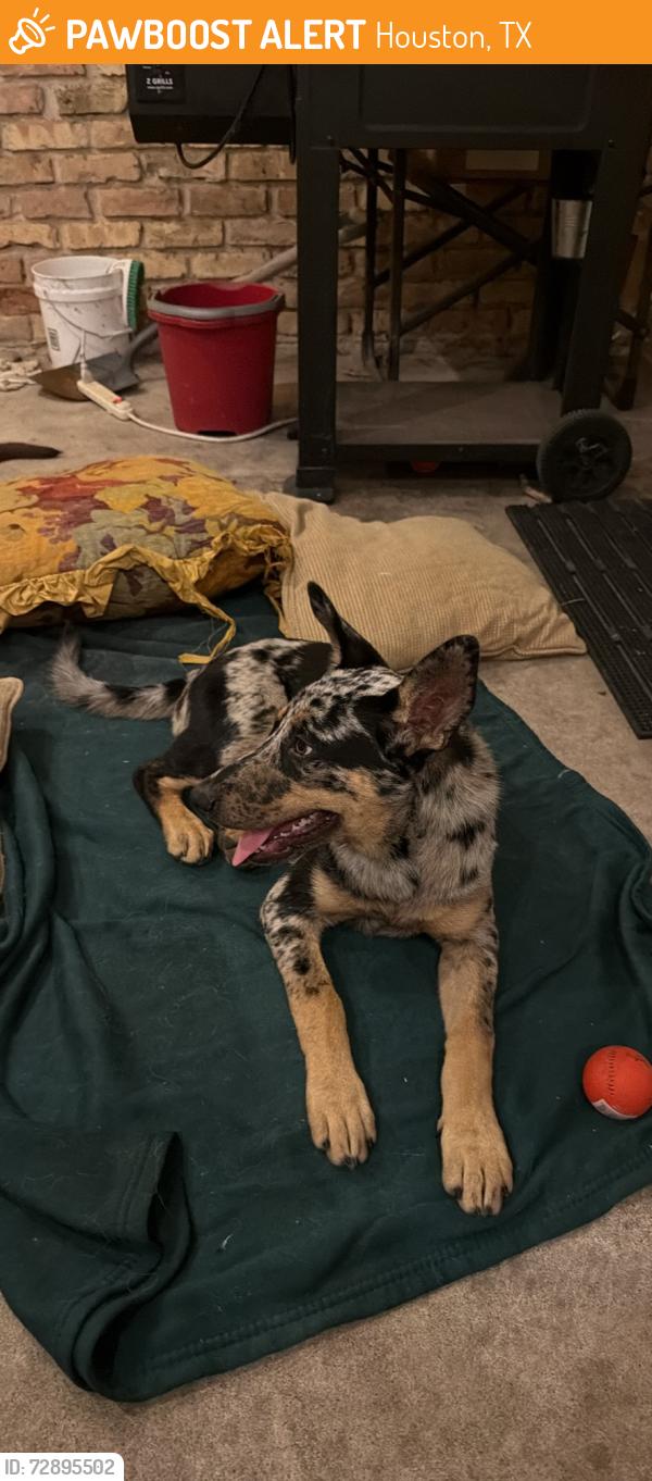 Found/Stray Female Dog last seen Took the trash out at about 1 AM and found them on my driveway and the other was sleeping on my front porch, Houston, TX 77092