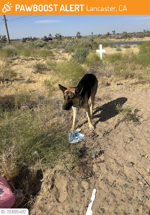 Found/Stray Unknown Dog last seen 20th and L east Lancaster , Lancaster, CA 93535