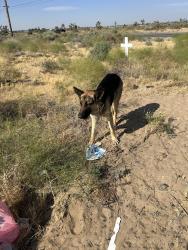 Found/Stray Unknown Dog last seen 20th and L east Lancaster , Lancaster, CA 93535