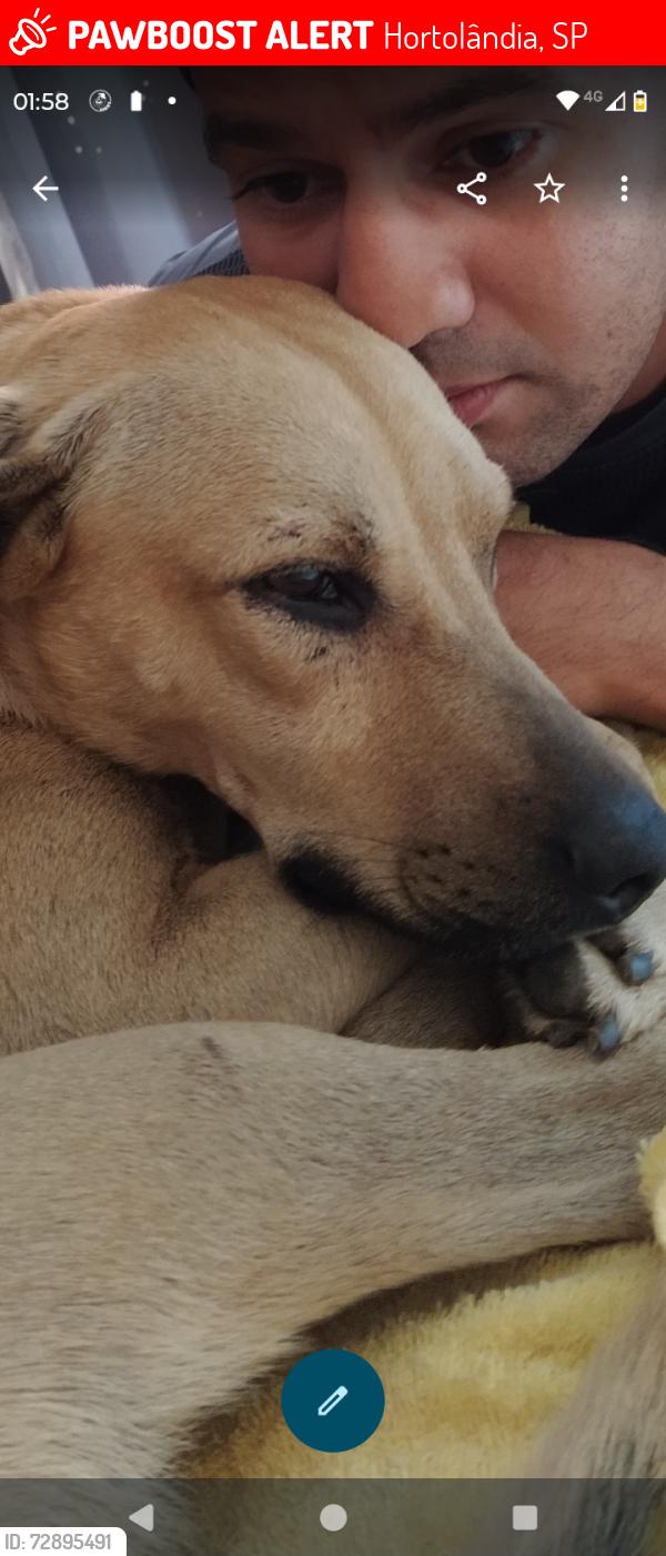 Lost Male Dog last seen Rua cinco, recanto do sol, Hortolândia, SP 