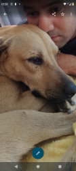 Lost Male Dog last seen Rua cinco, recanto do sol, Hortolândia, SP 