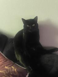 Found/Stray Male Cat last seen Southport Road & Stop 10, Indianapolis, IN 46227