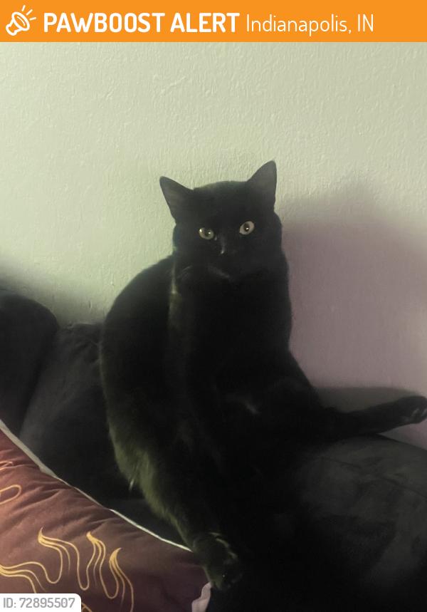 Found/Stray Male Cat last seen Southport Road & Stop 10, Indianapolis, IN 46227