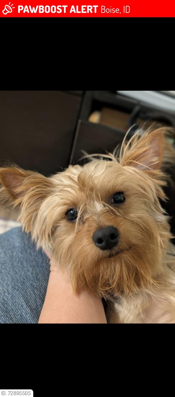 Lost Male Dog last seen 5543w Cassia st, Boise, ID 83705