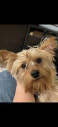Lost Male Dog last seen 5543w Cassia st, Boise, ID 83705