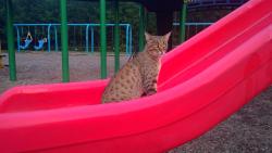 Lost Male Cat last seen Homegrown Herb and Tea, 195 Congress St., Portland Maine, Portland, ME 04101