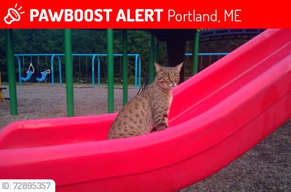 Lost Male Cat last seen Homegrown Herb and Tea, 195 Congress St., Portland Maine, Portland, ME 04101