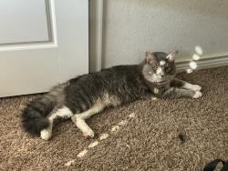 Reunited Male Cat last seen Near Larimar Dr, Aubrey, TX 76227, USA, Aubrey, TX 76227