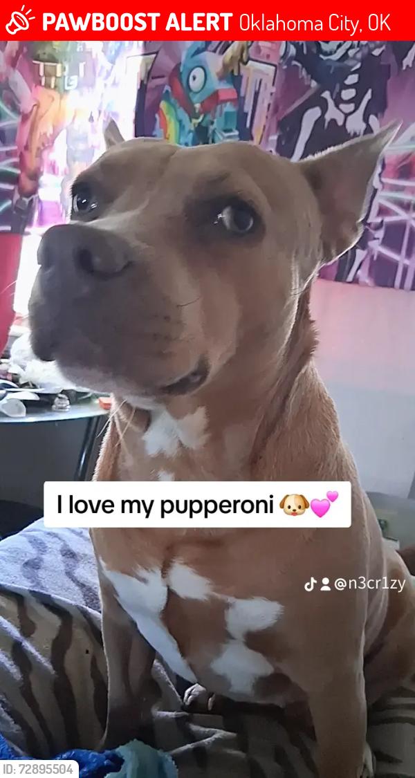 Lost Female Dog last seen Se 44th st , Oklahoma City, OK 73129