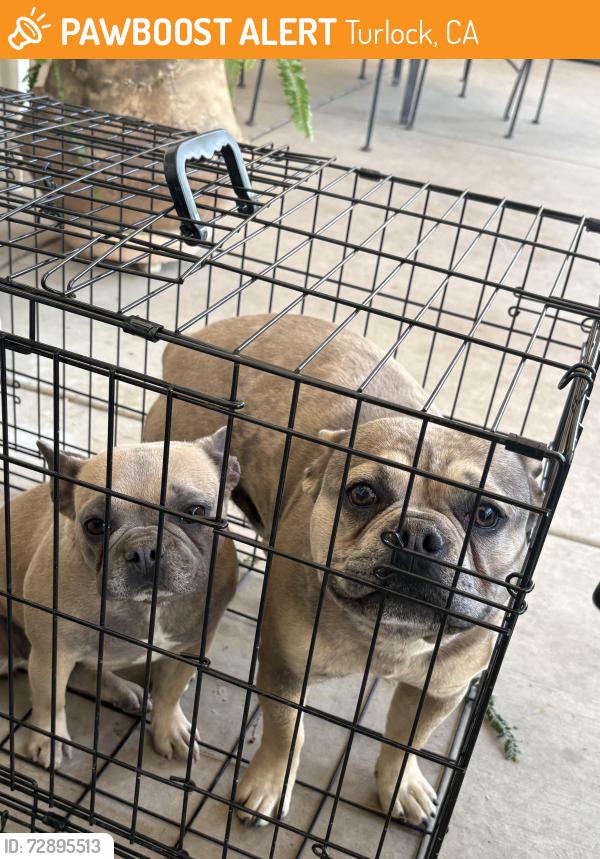 Found/Stray Unknown Dog last seen Lander Ave and Linwood, Turlock, CA 95381