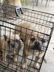 Found/Stray Unknown Dog last seen Lander Ave and Linwood, Turlock, CA 95381