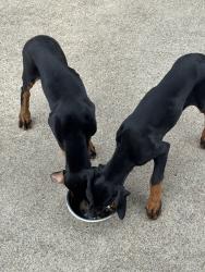 Found/Stray Male Dog last seen Bridgestone, Corinth, TX 76210