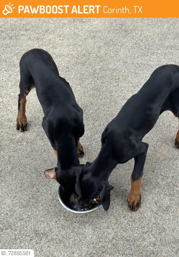 Found/Stray Male Dog last seen Bridgestone, Corinth, TX 76210