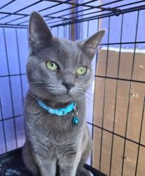 Reunited Female Cat last seen Near San Luis Ave, South Gate, CA 90280, South Gate, CA 90280