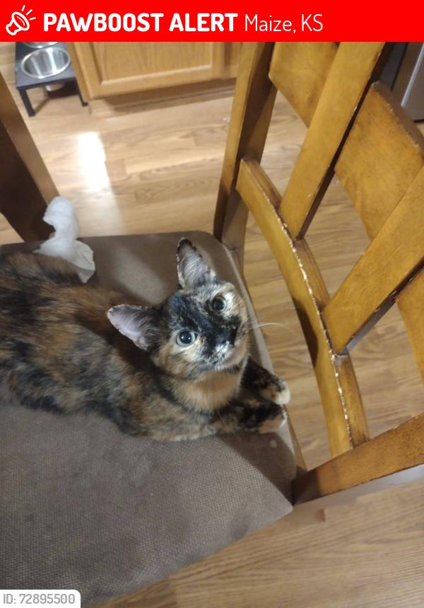 Lost Female Cat last seen 45th and Maize, near Maize Middle School, Maize, KS 67101