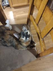 Lost Female Cat last seen 45th and Maize, near Maize Middle School, Maize, KS 67101